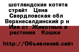 шотландские котята страйт › Цена ­ 3 000 - Свердловская обл., Верхнесалдинский р-н, Ива ст. Животные и растения » Кошки   